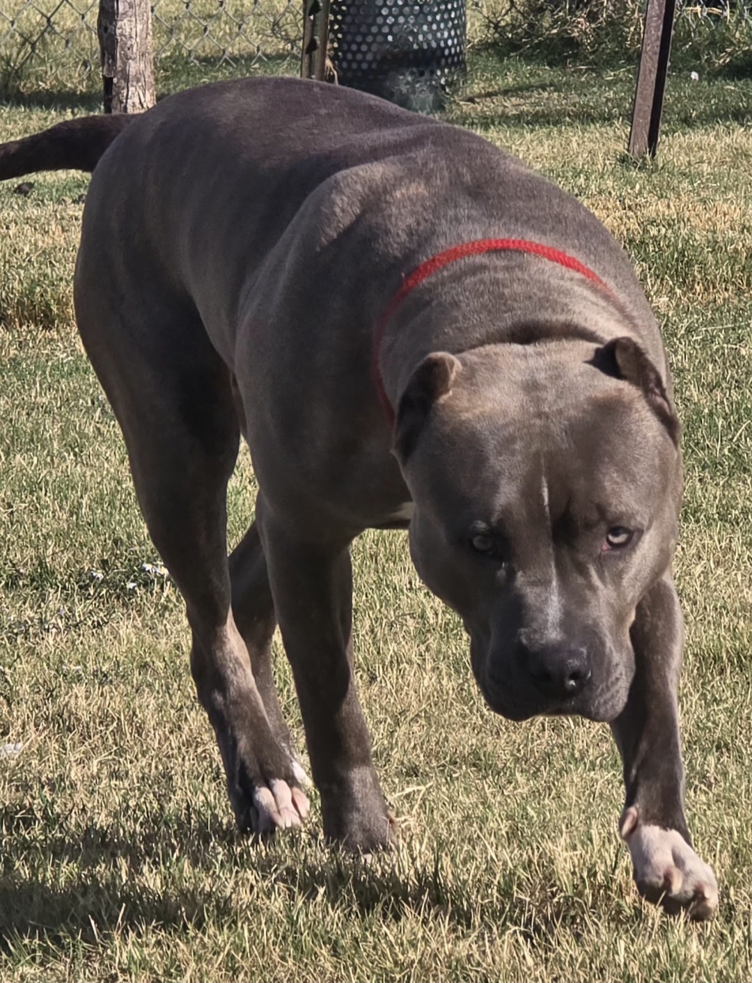 Dog Featured Image