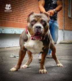 Dog Featured Image