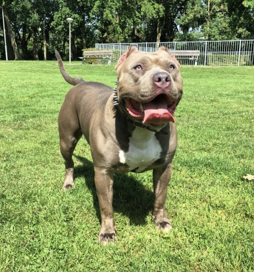 Dog Featured Image