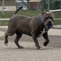Dog Featured Image