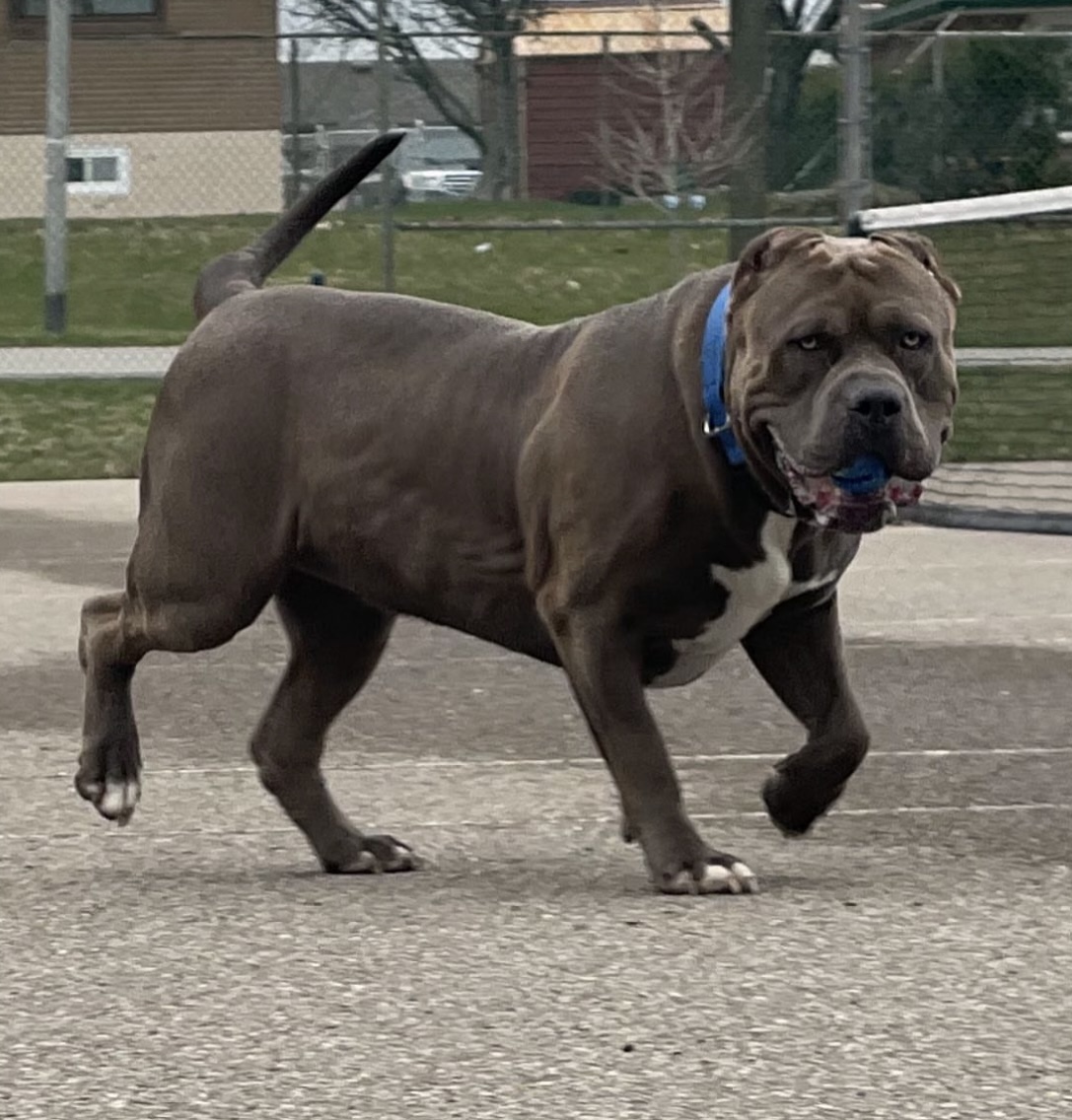 Dog Featured Image