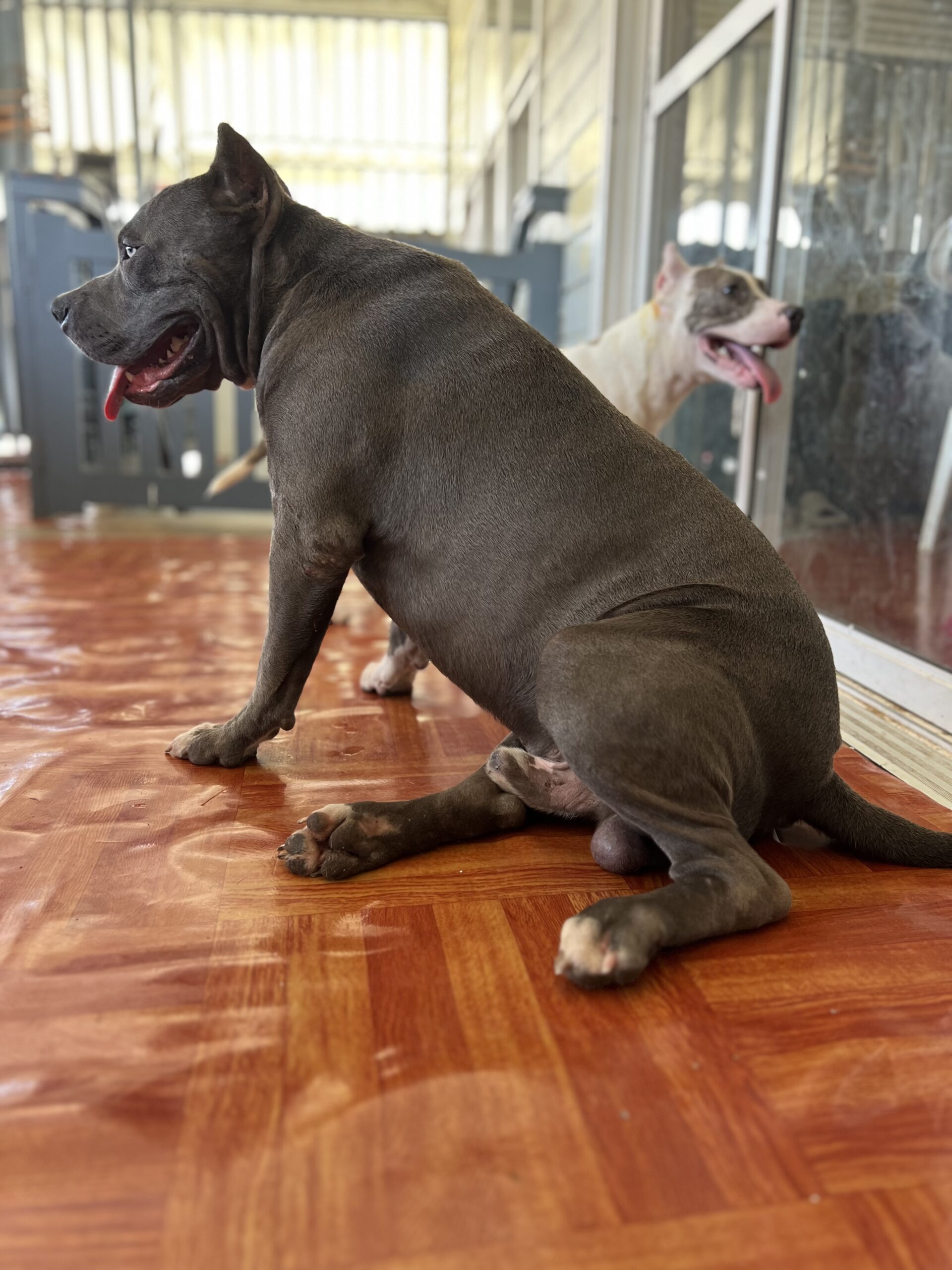 Dog Featured Image