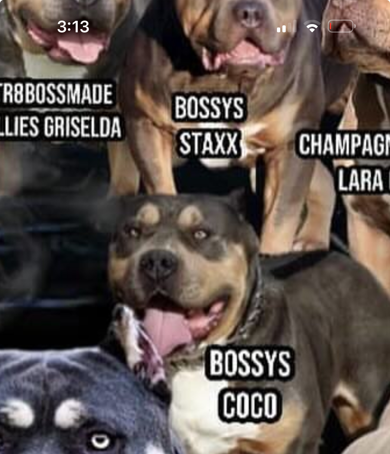 Dog Featured Image