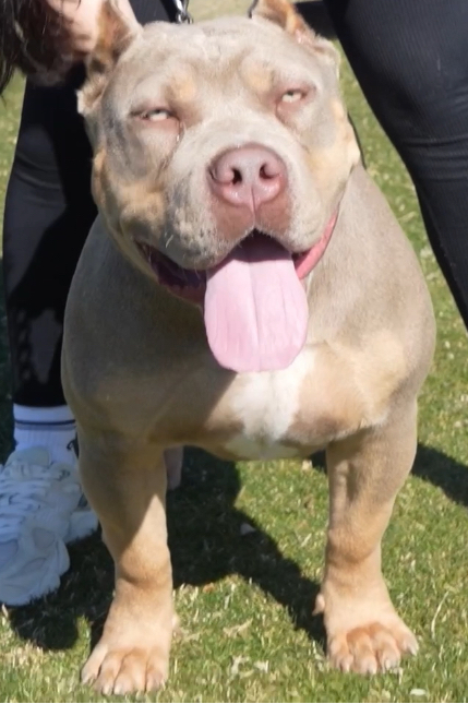 Dog Featured Image