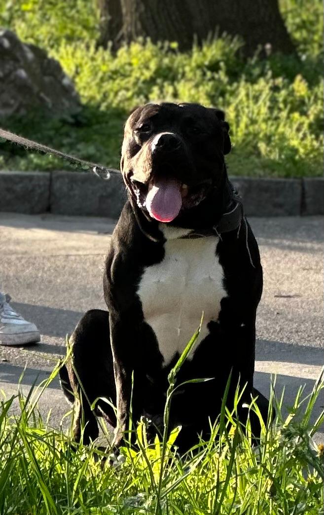 Dog Featured Image