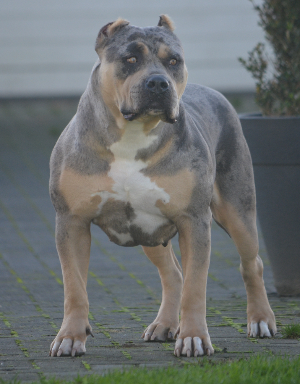 Dog Featured Image