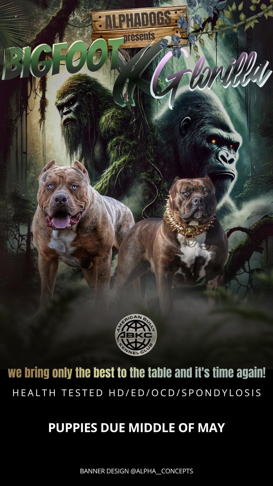 Dog Featured Image