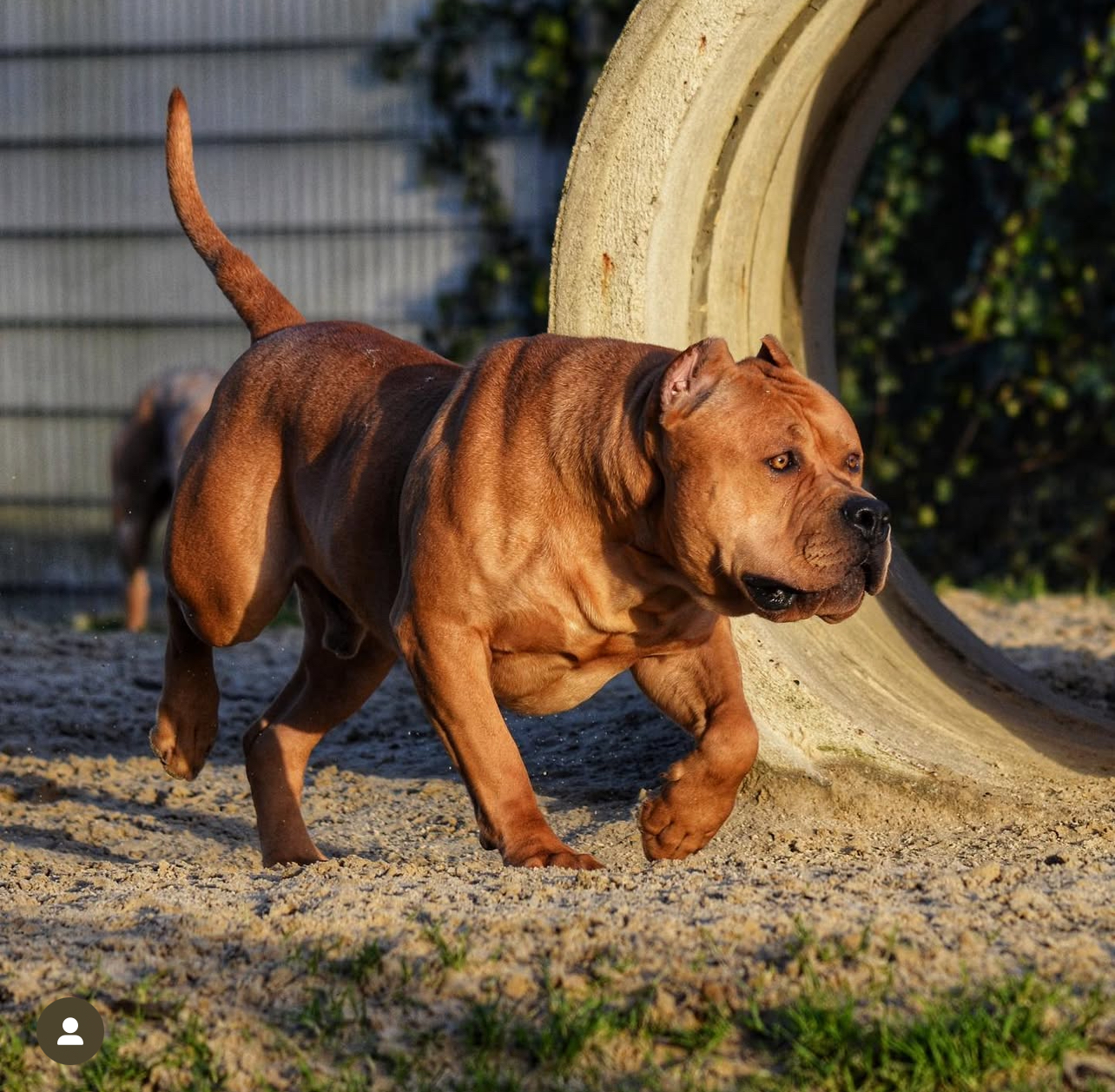 Dog Featured Image