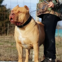 Dog Featured Image