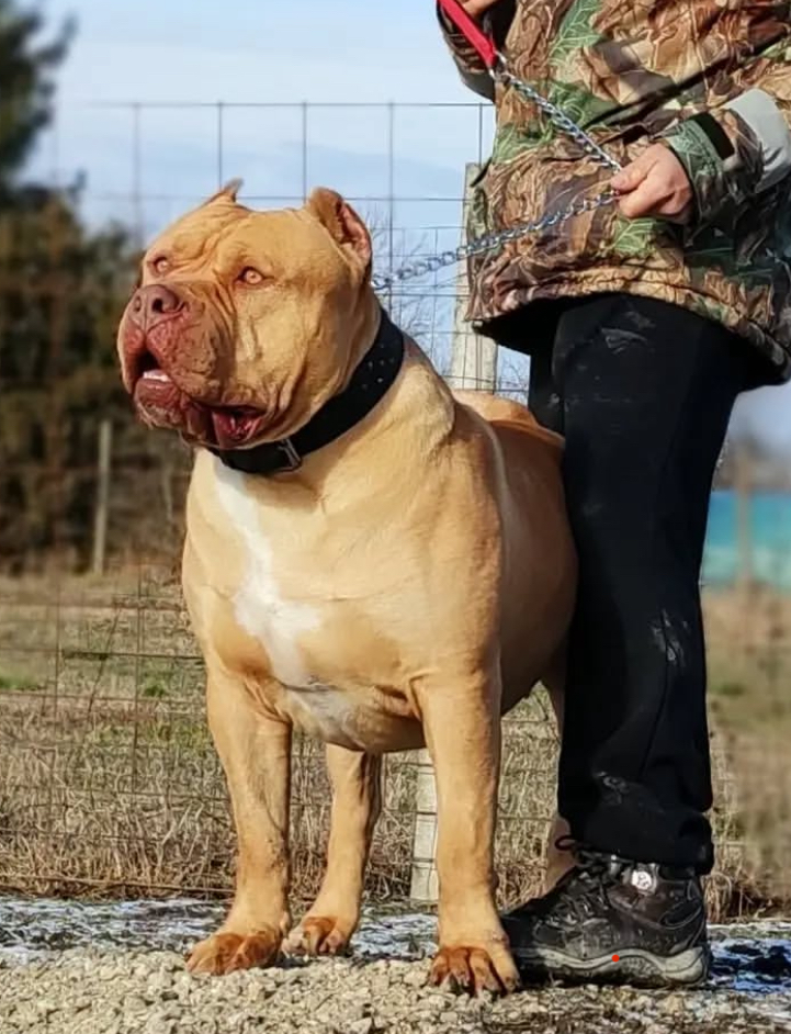 Dog Featured Image