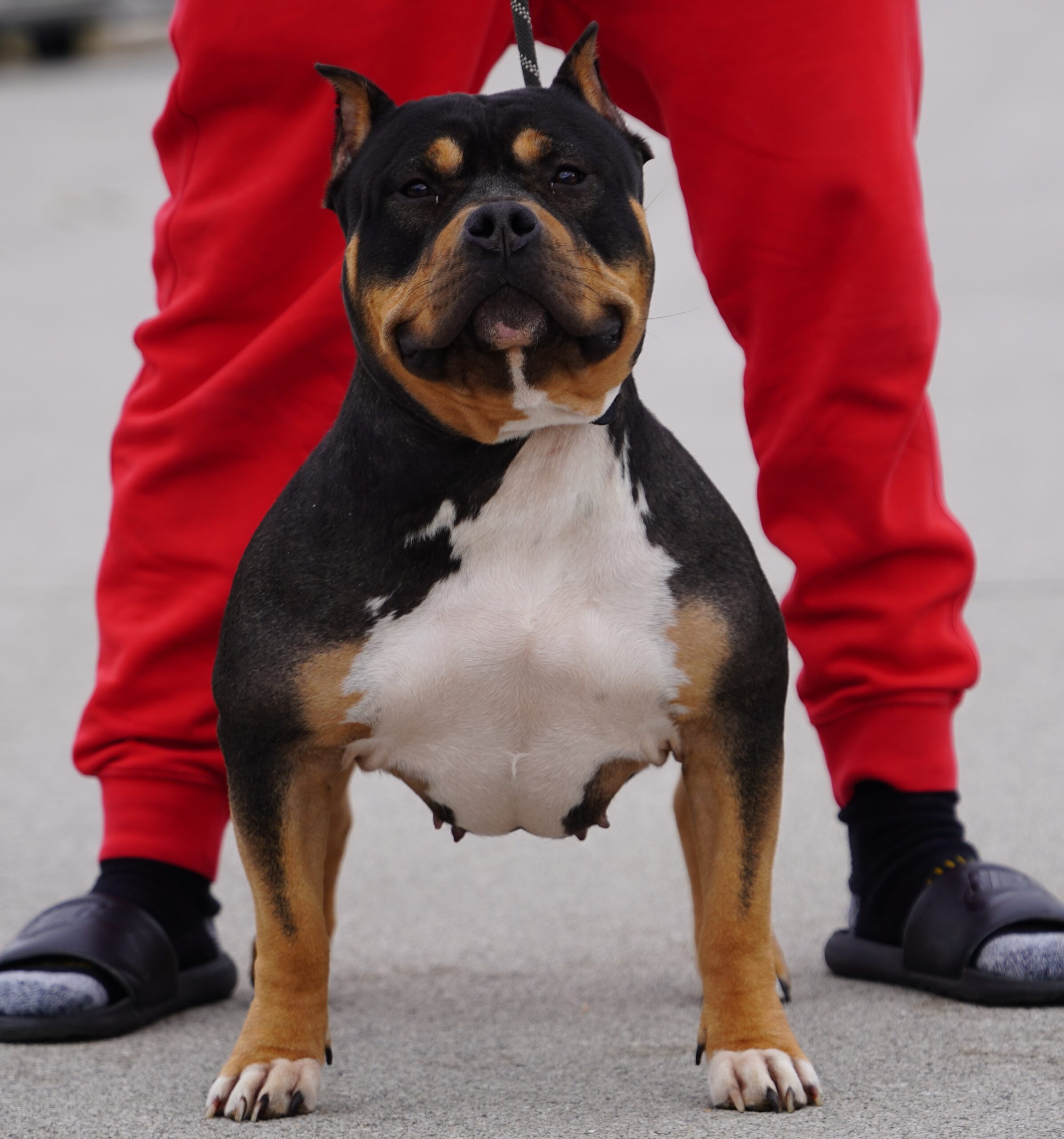 Dog Featured Image