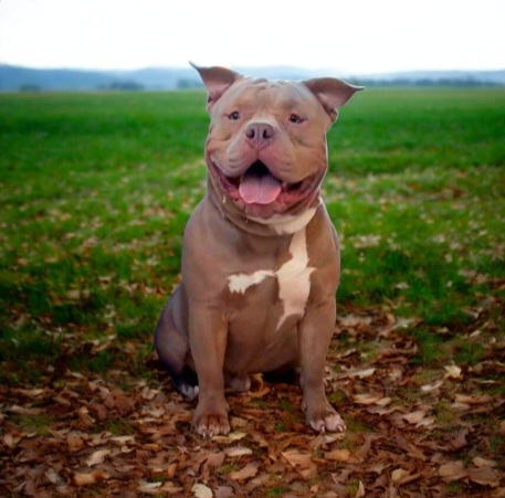 Dog Featured Image