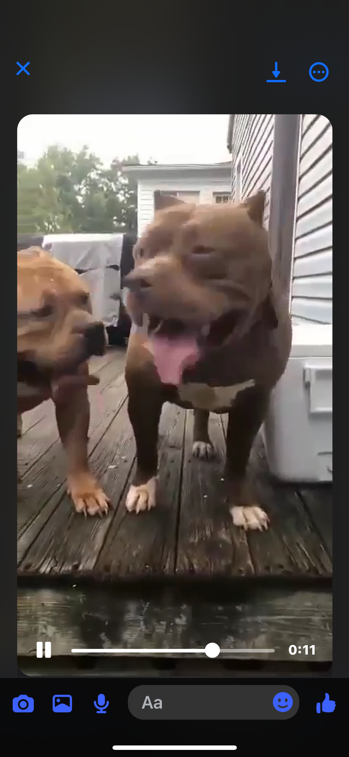 Dog Featured Image