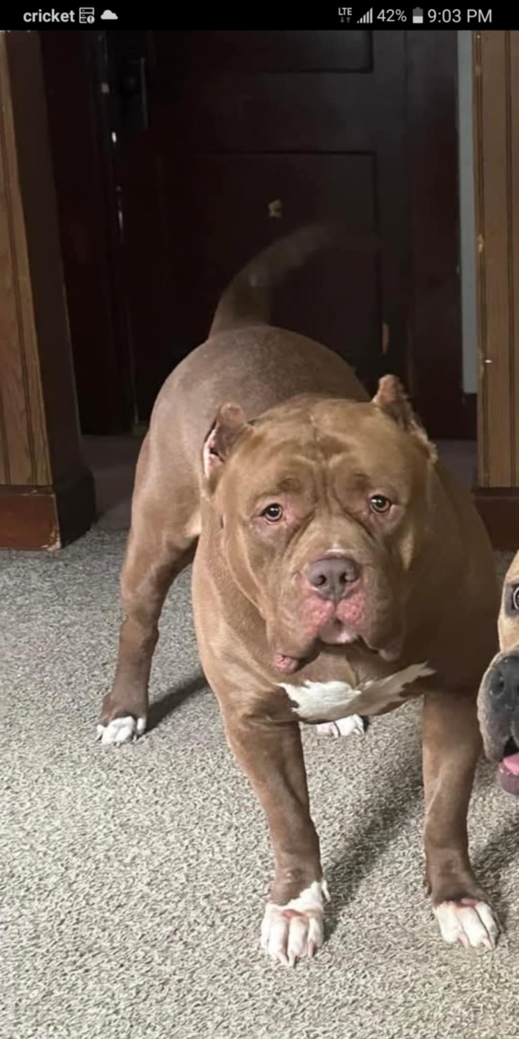 Dog Featured Image