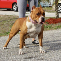 Dog Featured Image