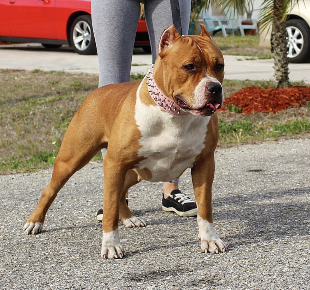 Dog Featured Image
