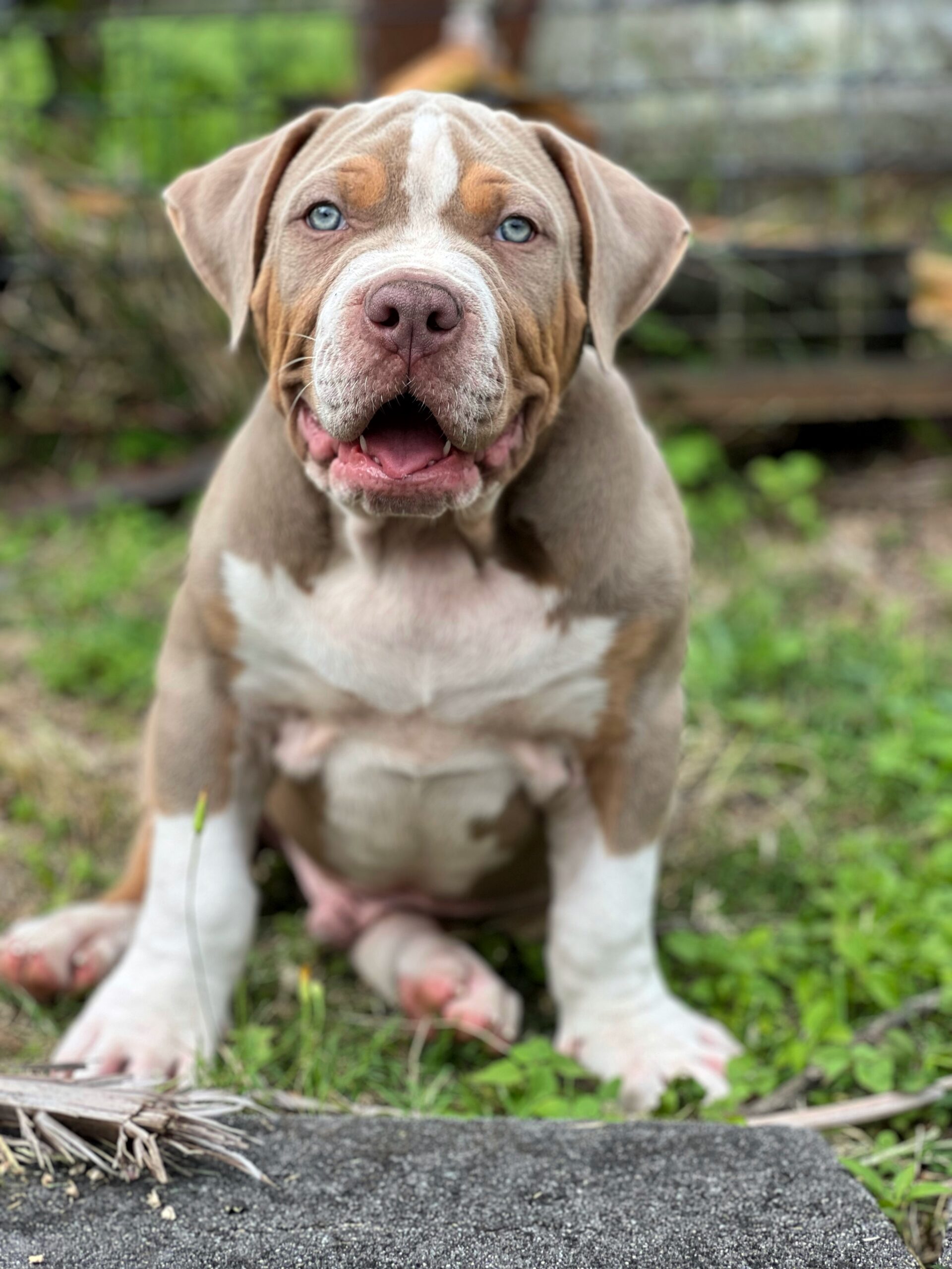 Dog Featured Image