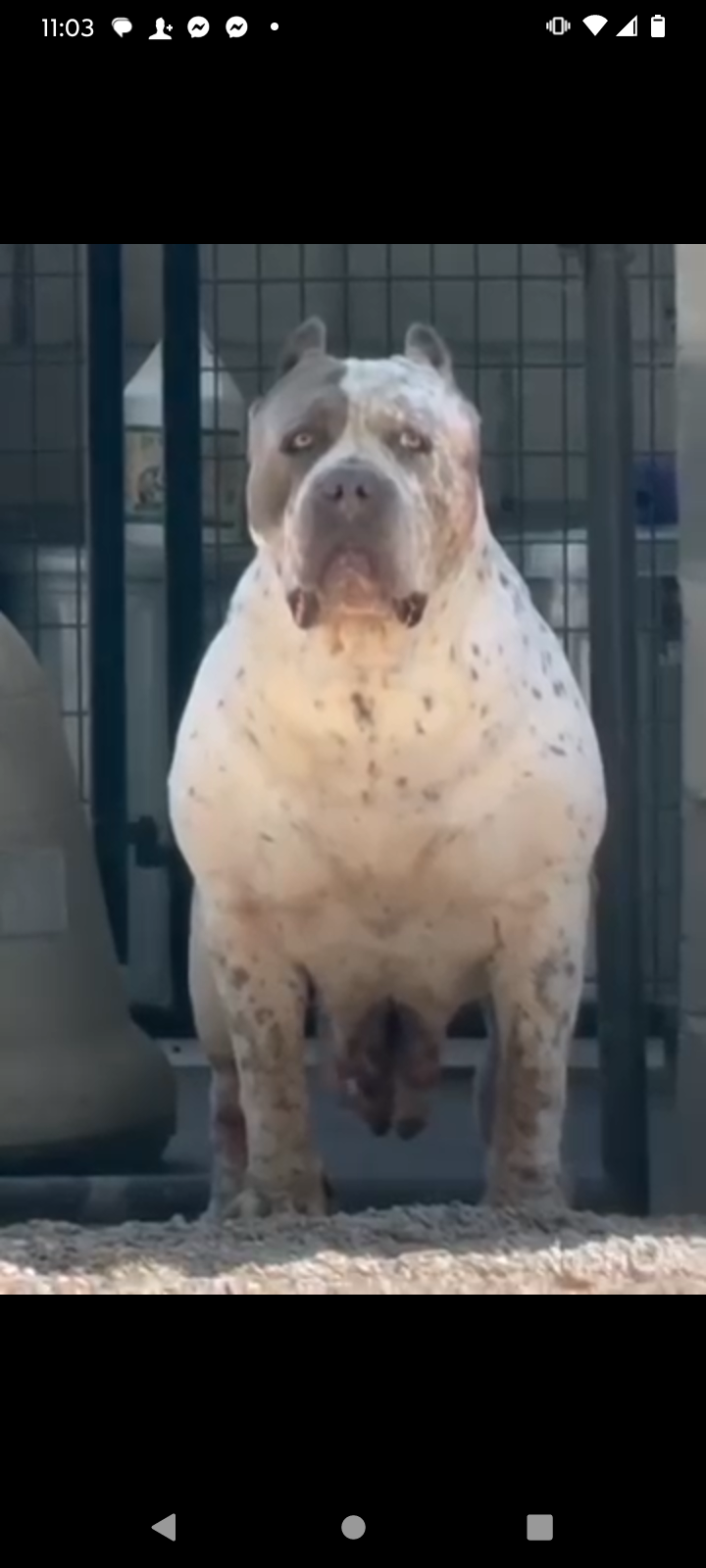 Dog Featured Image