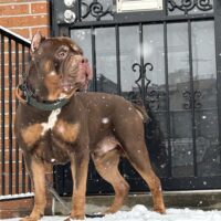 Dog Featured Image