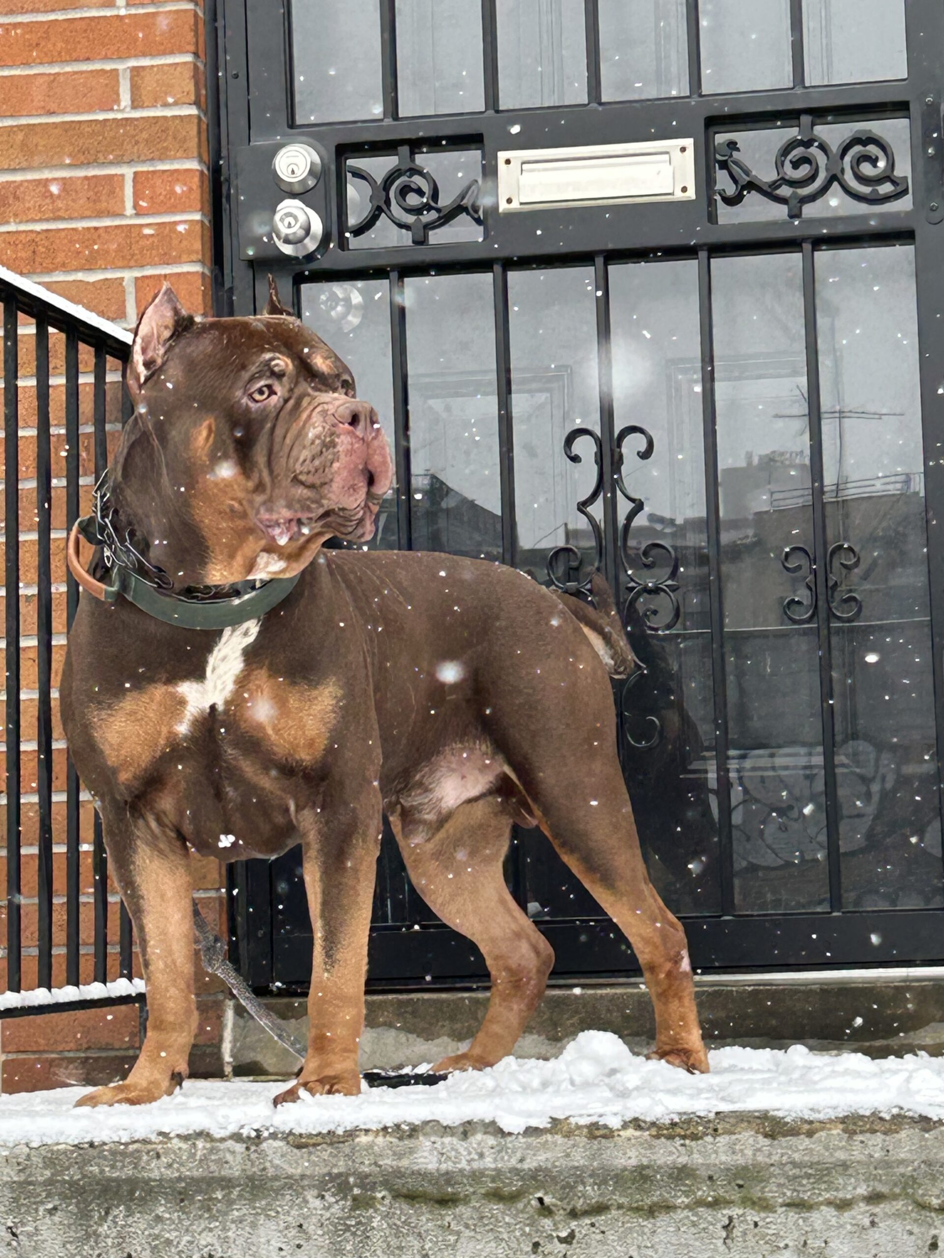 Dog Featured Image