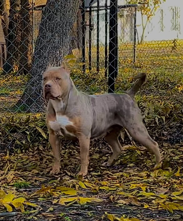 Dog Featured Image
