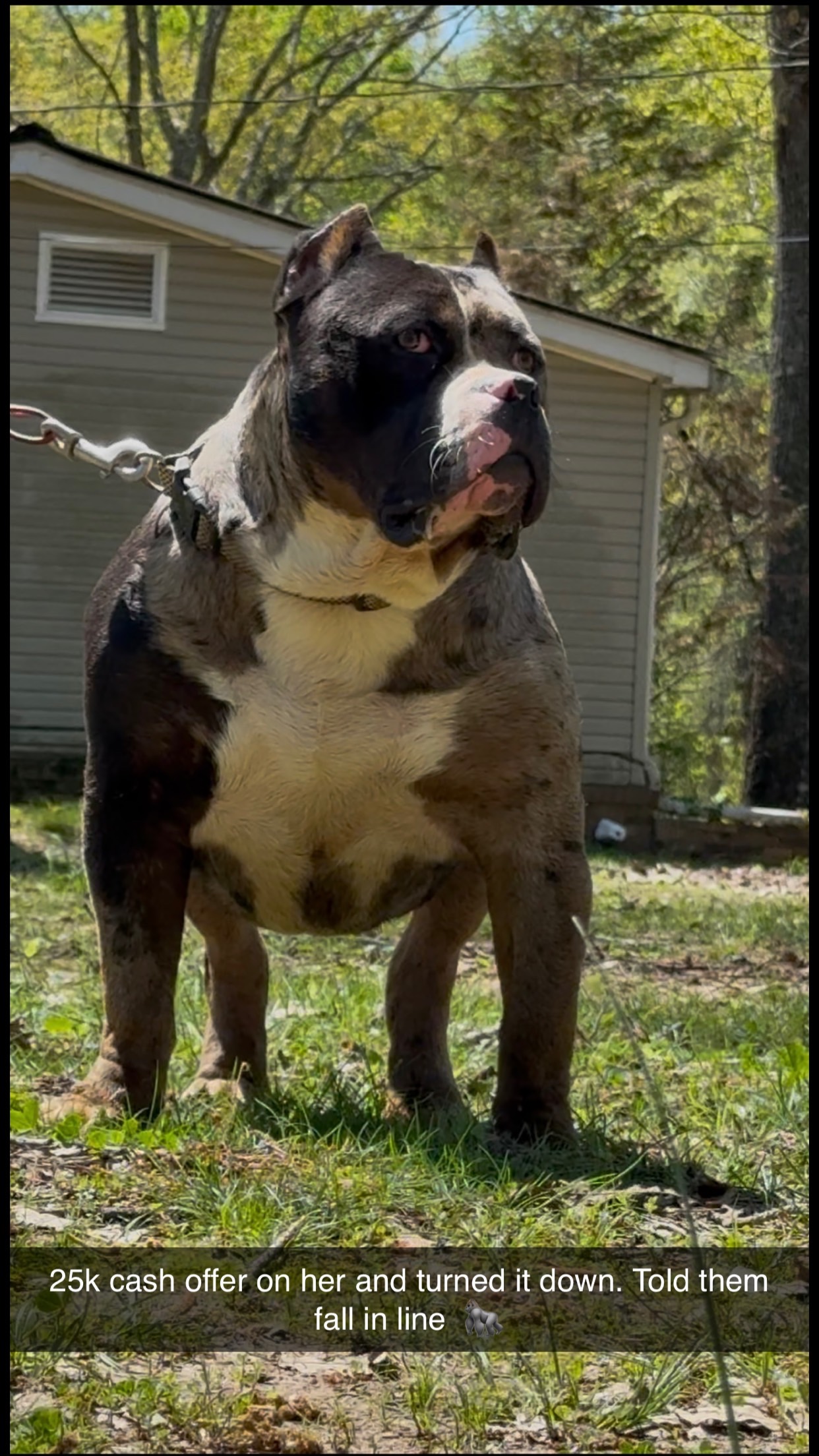 Dog Featured Image