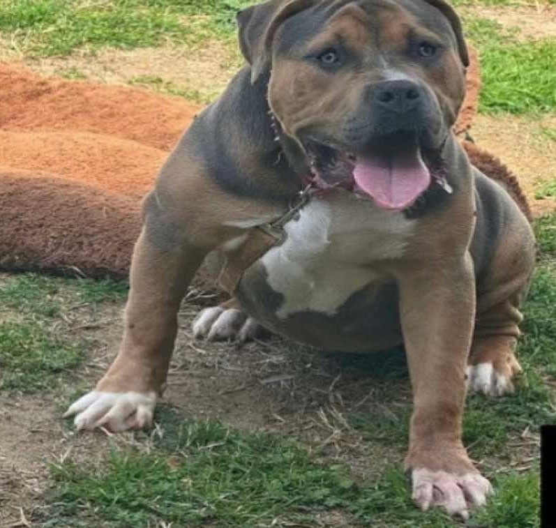 Dog Featured Image