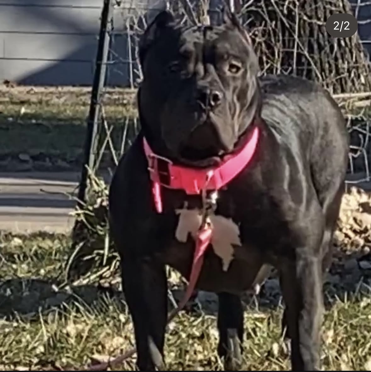 Dog Featured Image