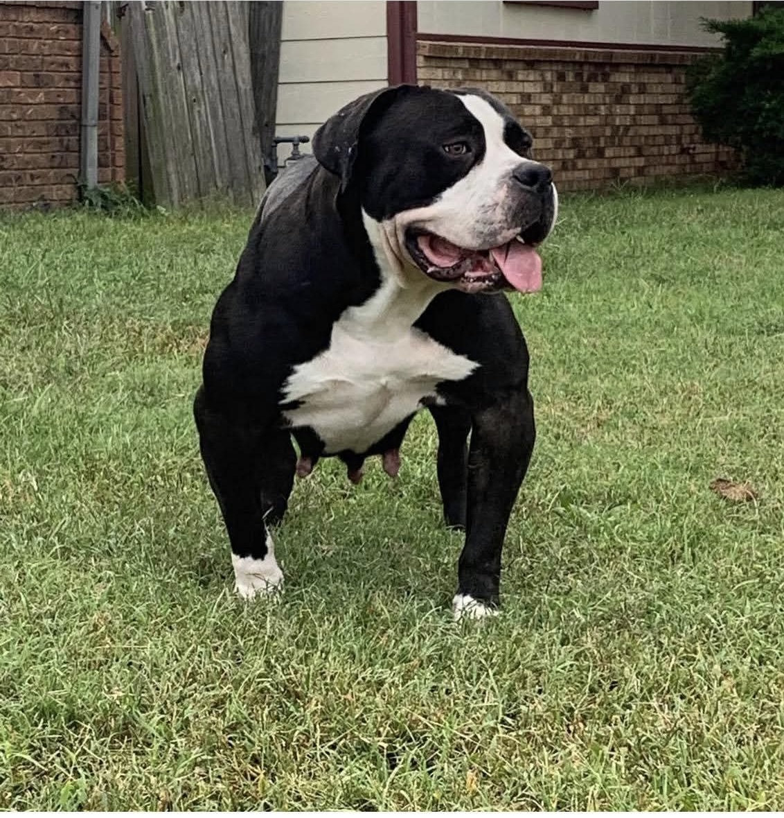Dog Featured Image