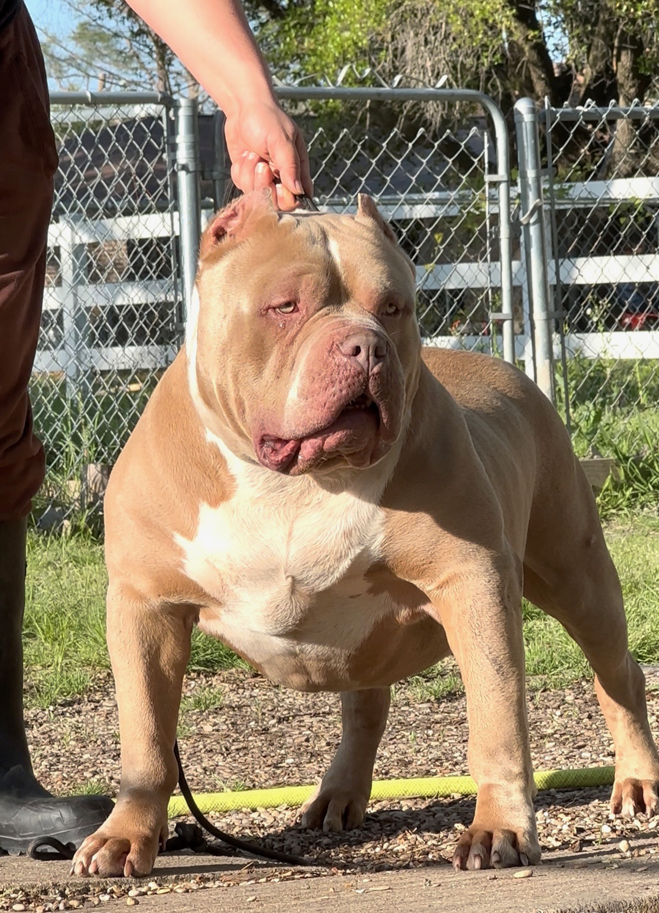 Dog Featured Image
