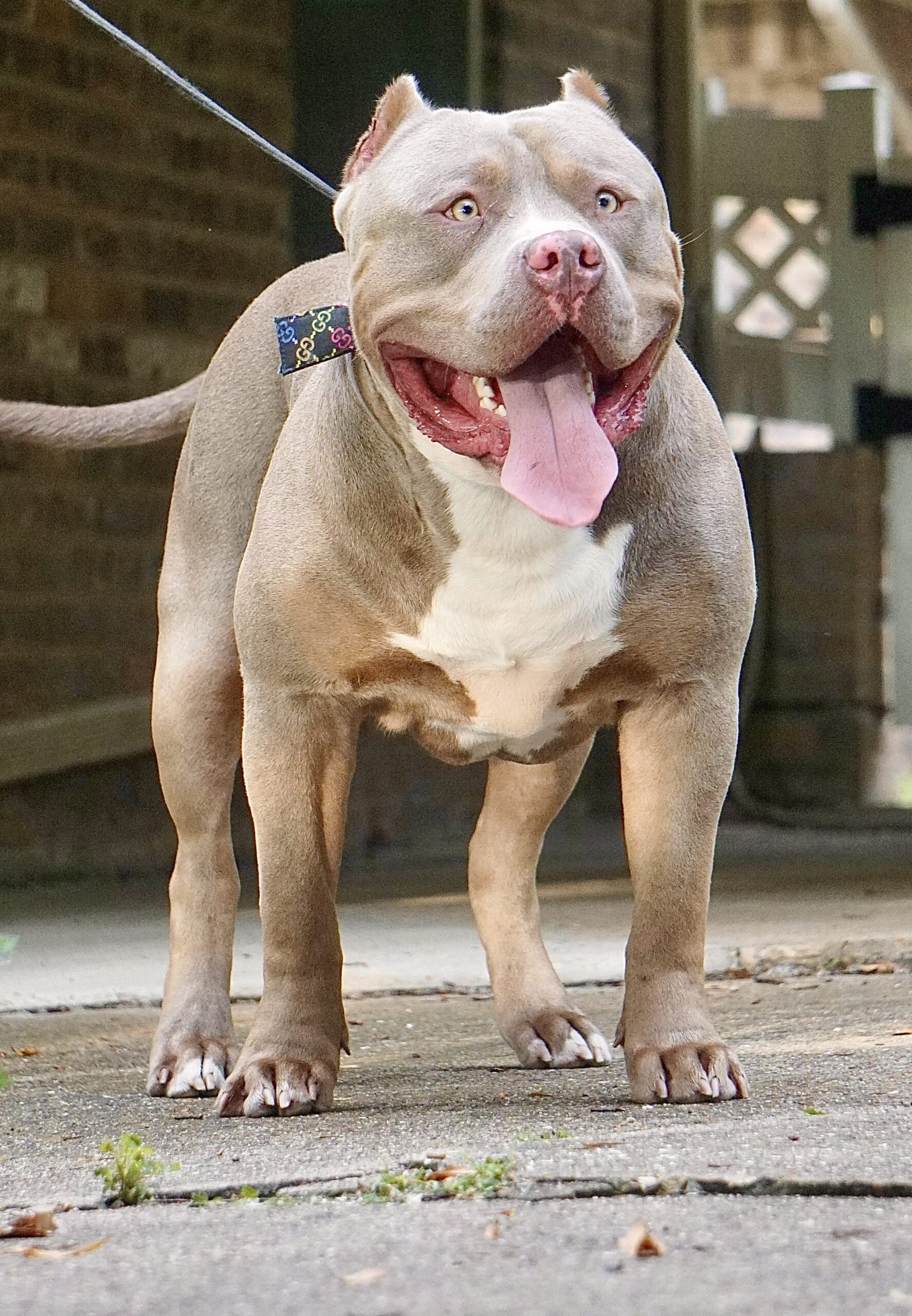 Dog Featured Image