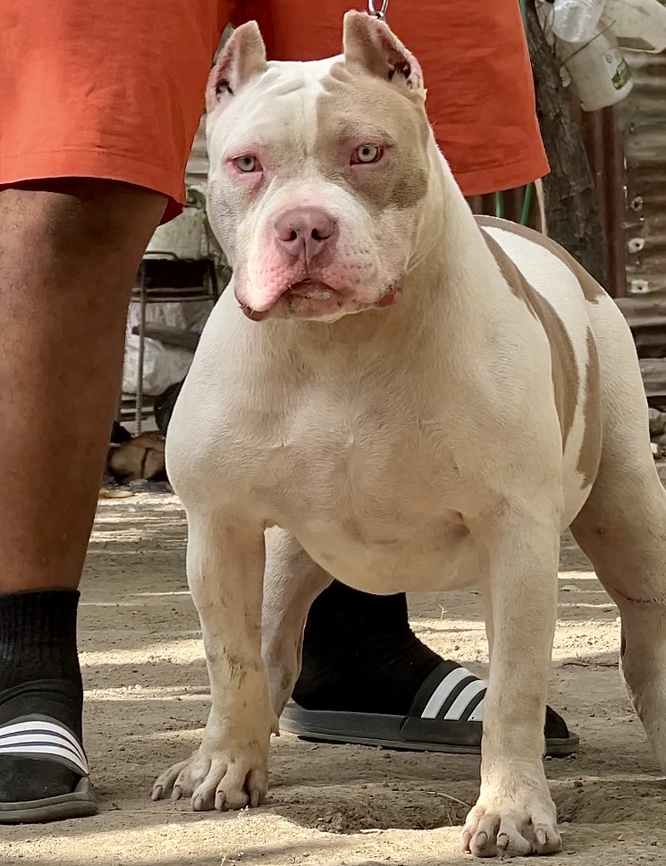 Dog Featured Image