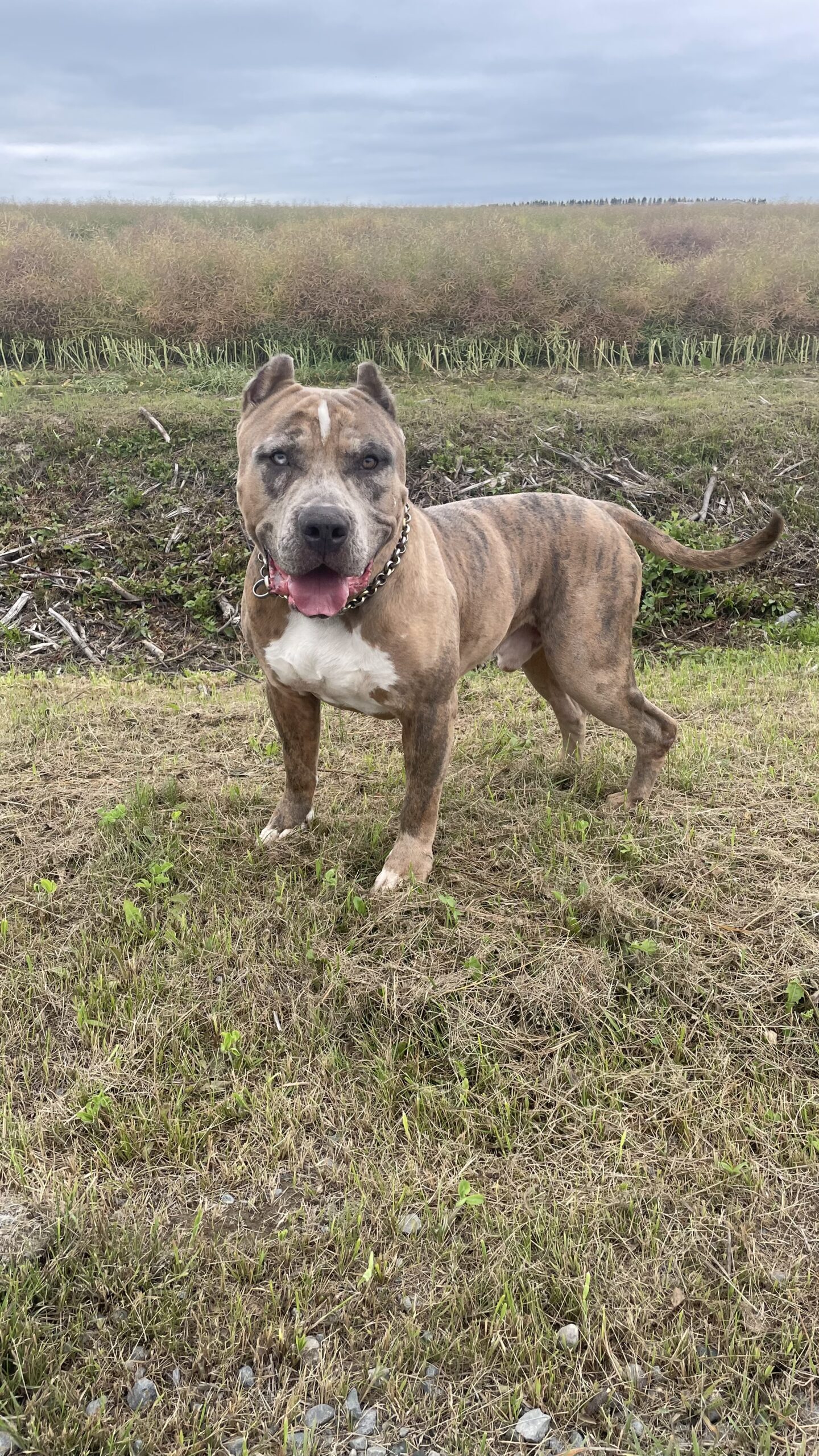 Dog Featured Image