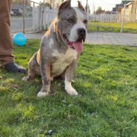Dog Featured Image