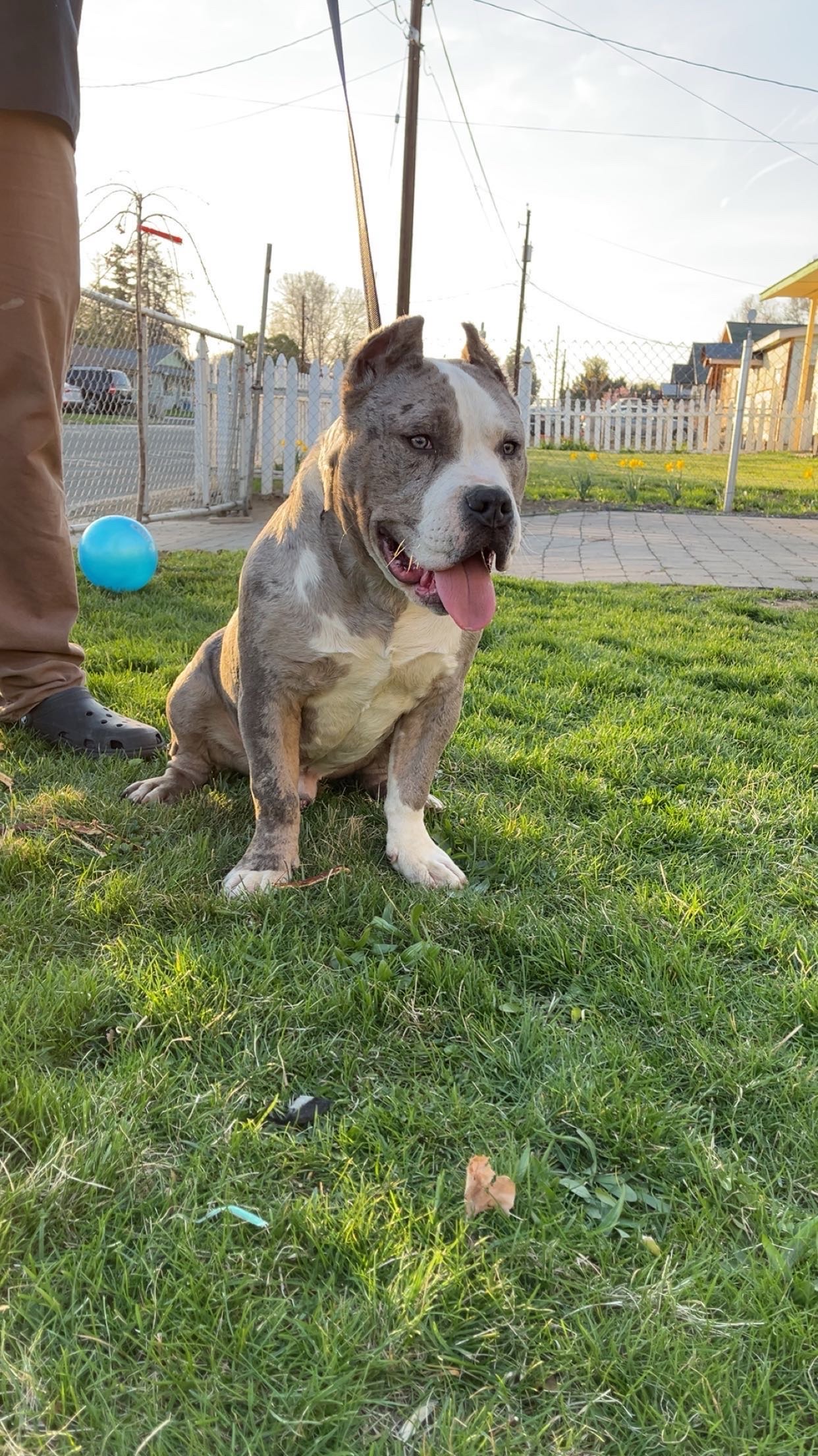 Dog Featured Image