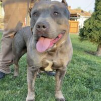 Dog Featured Image