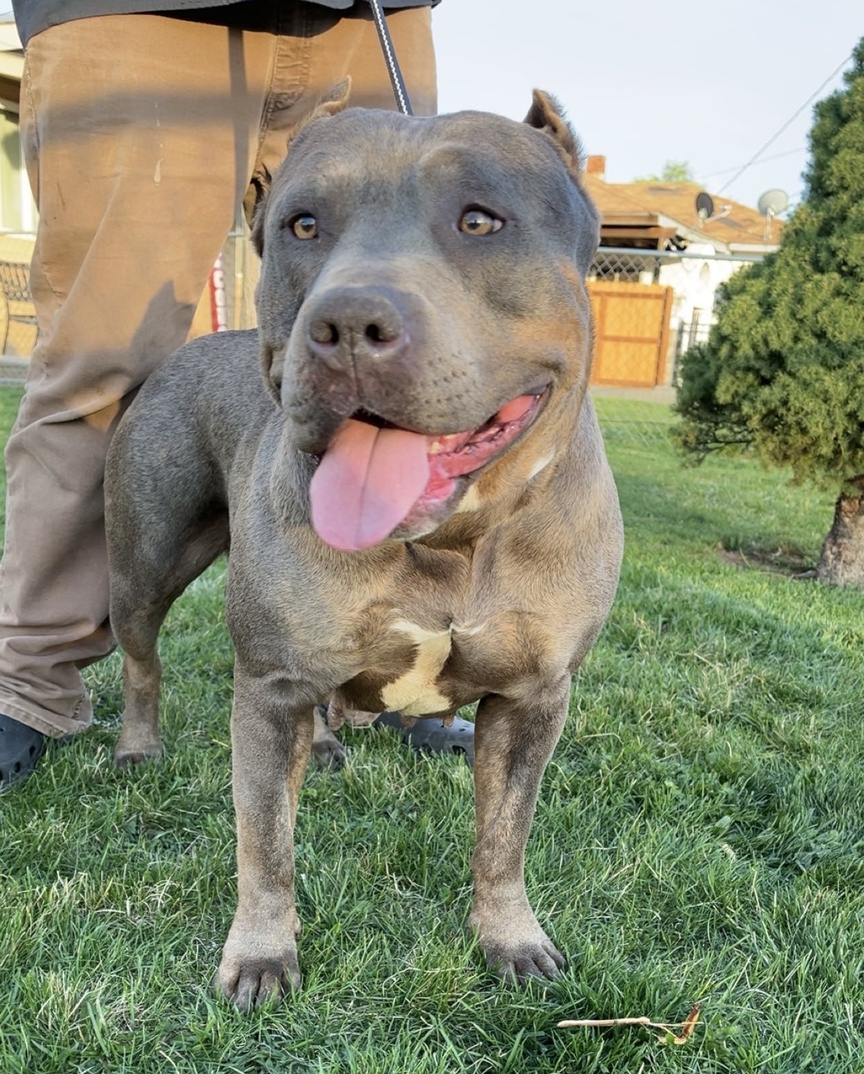 Dog Featured Image