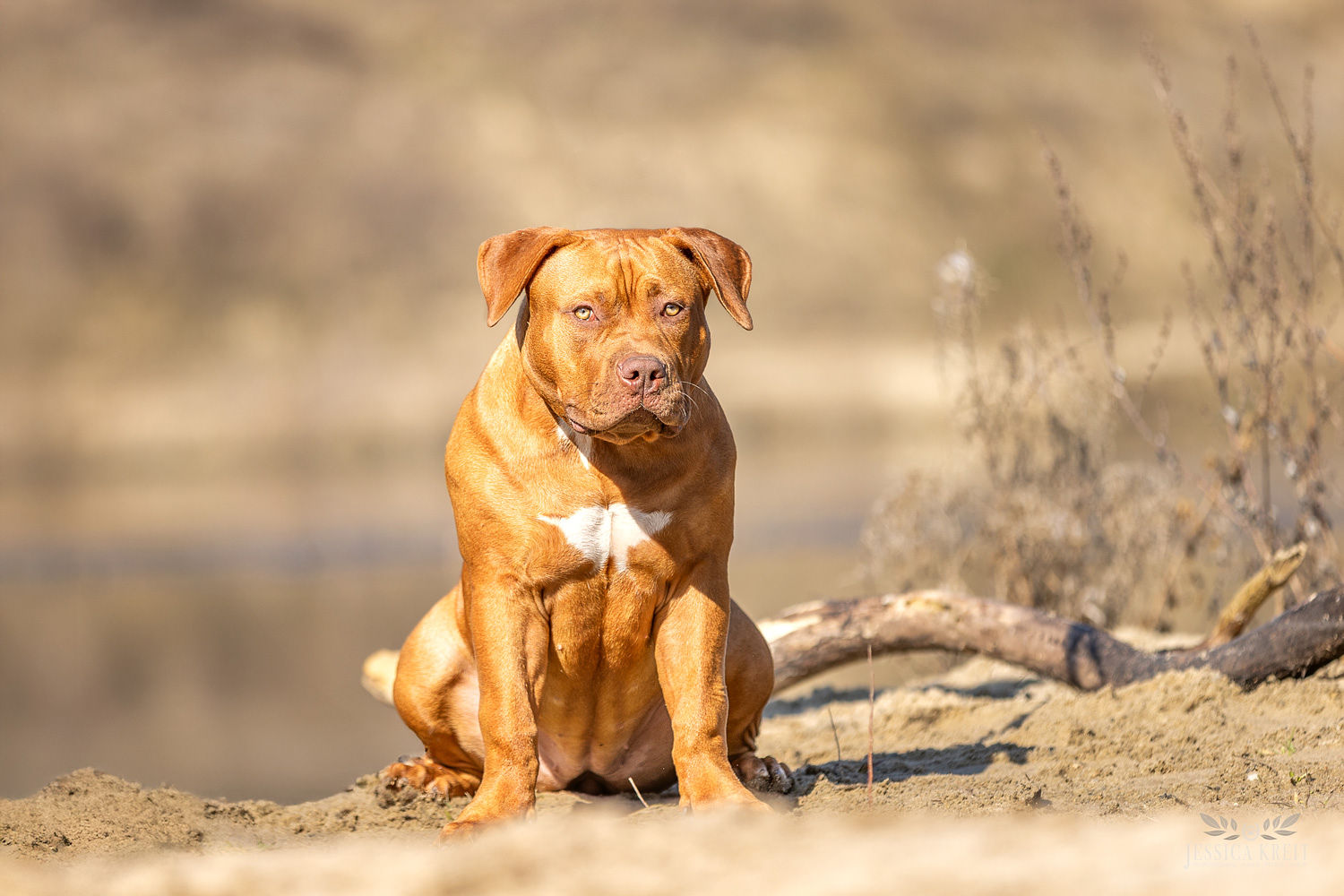 Dog Featured Image