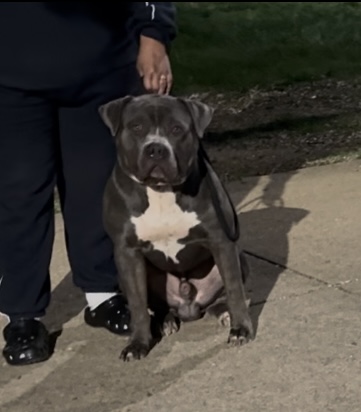 Dog Featured Image