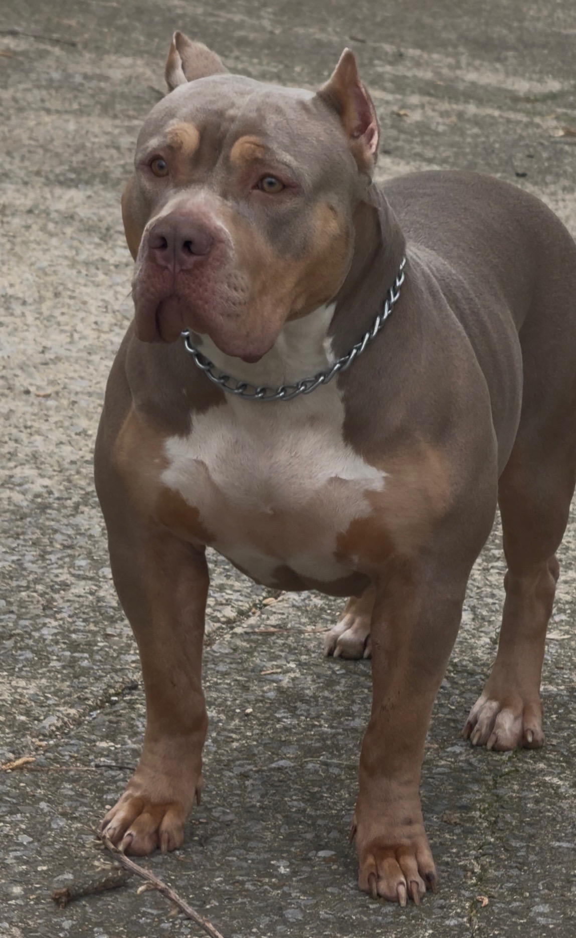 Dog Featured Image