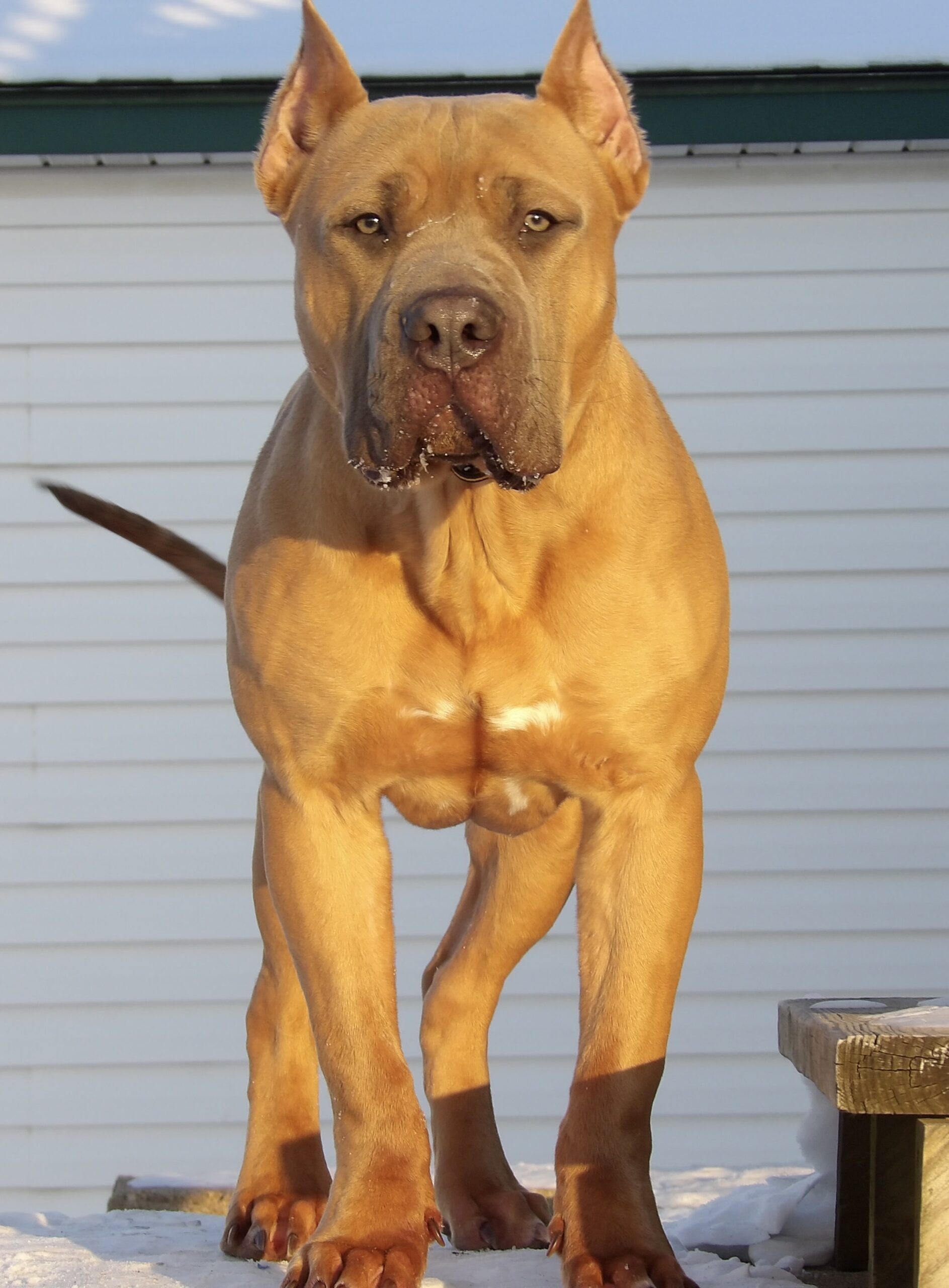 Dog Featured Image