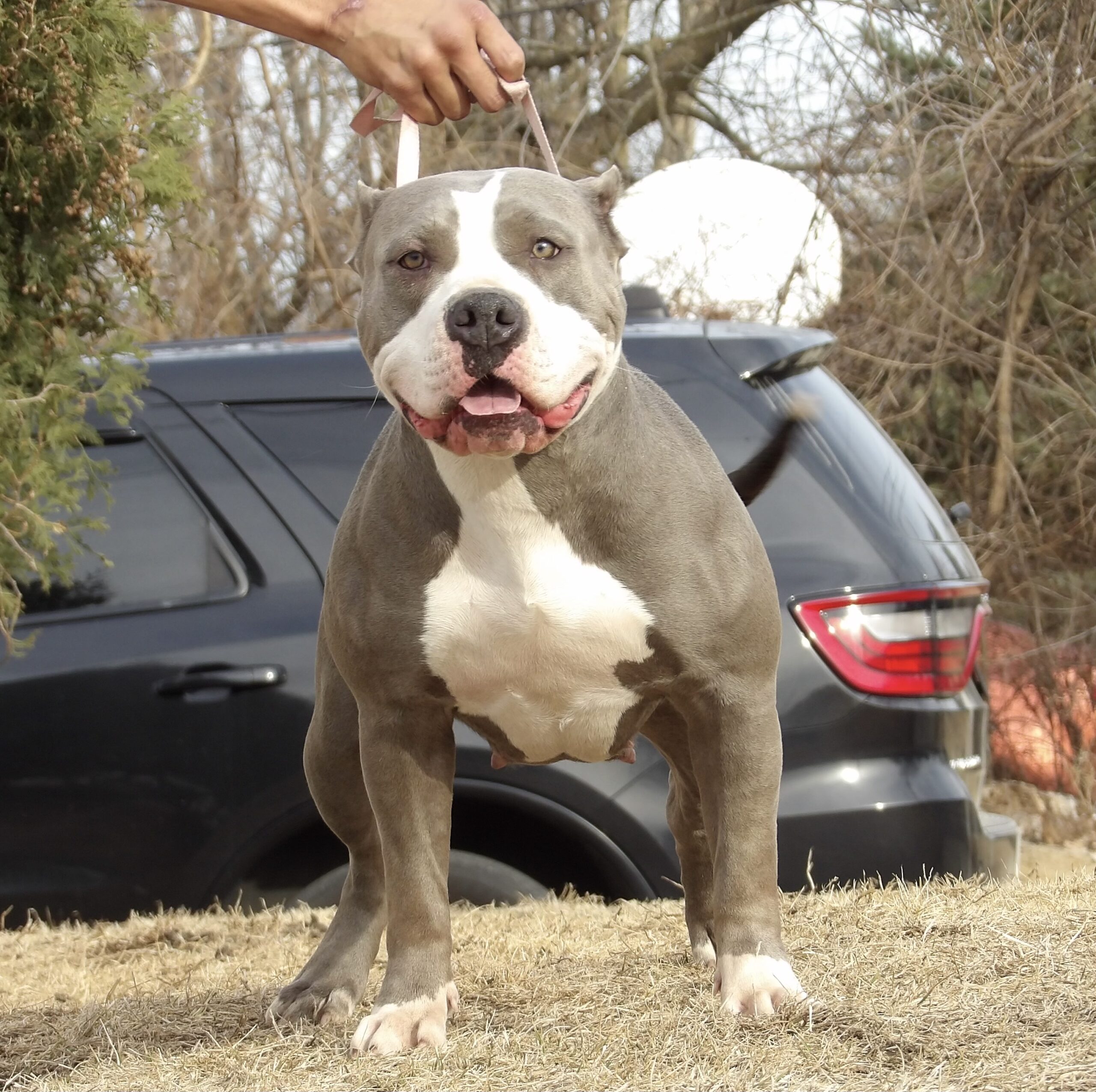 Dog Featured Image