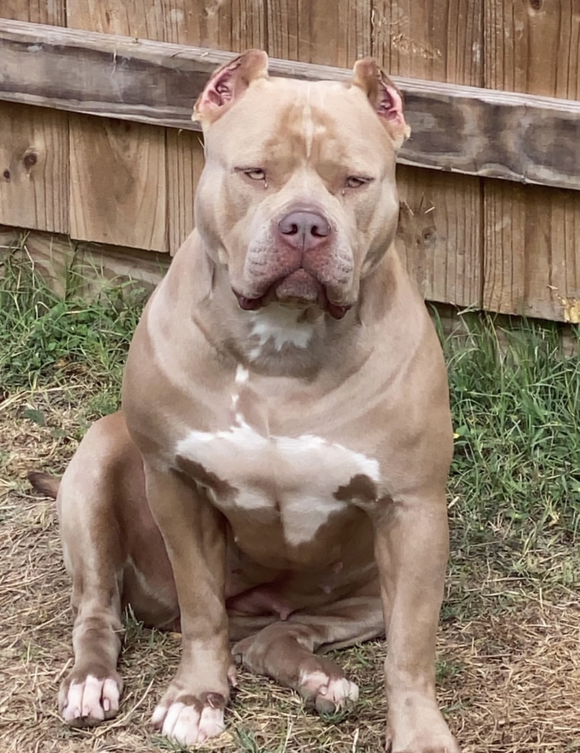 Dog Featured Image