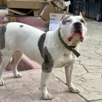 Dog Featured Image