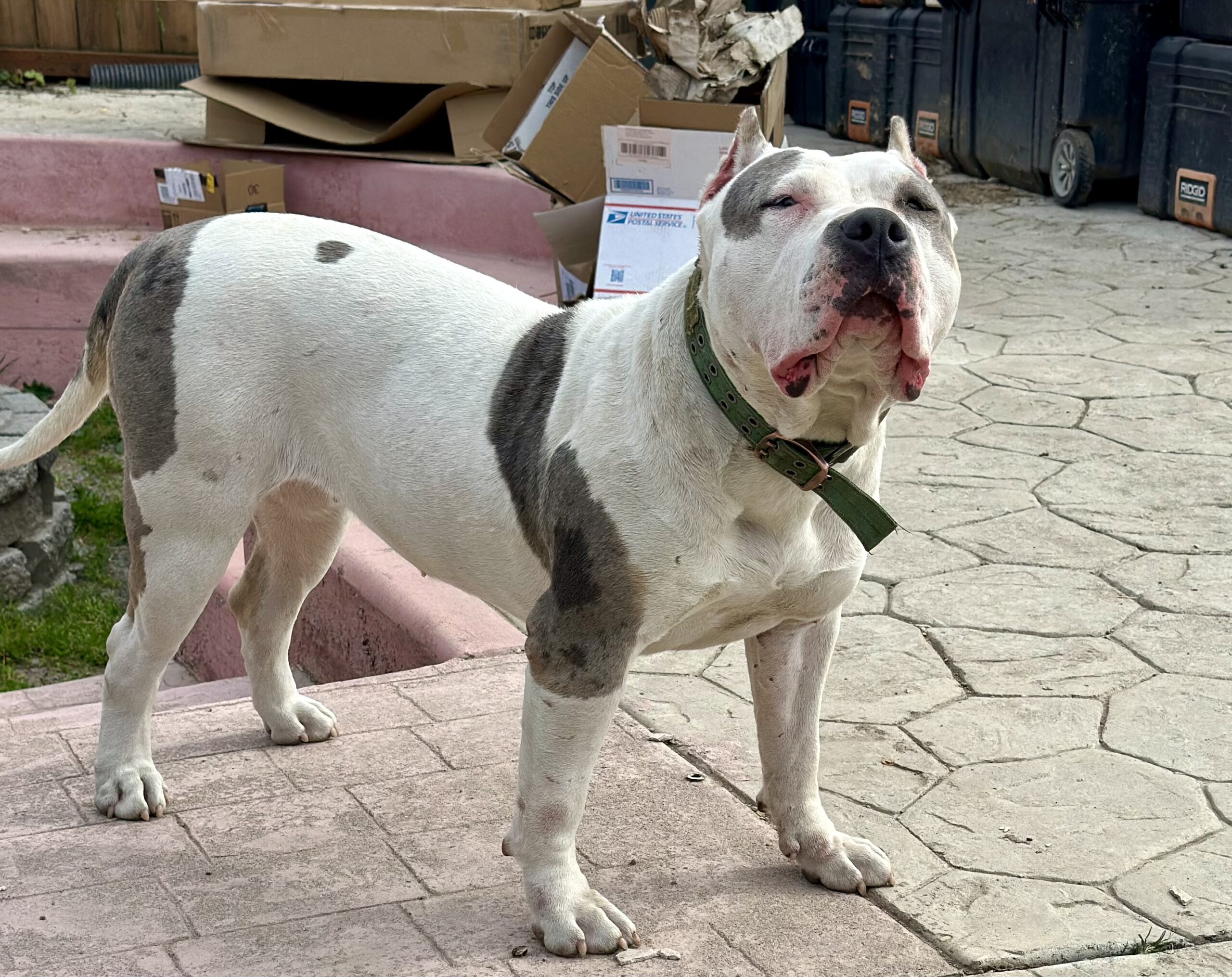 Dog Featured Image