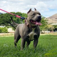 Dog Featured Image