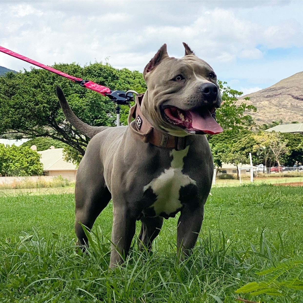 Dog Featured Image