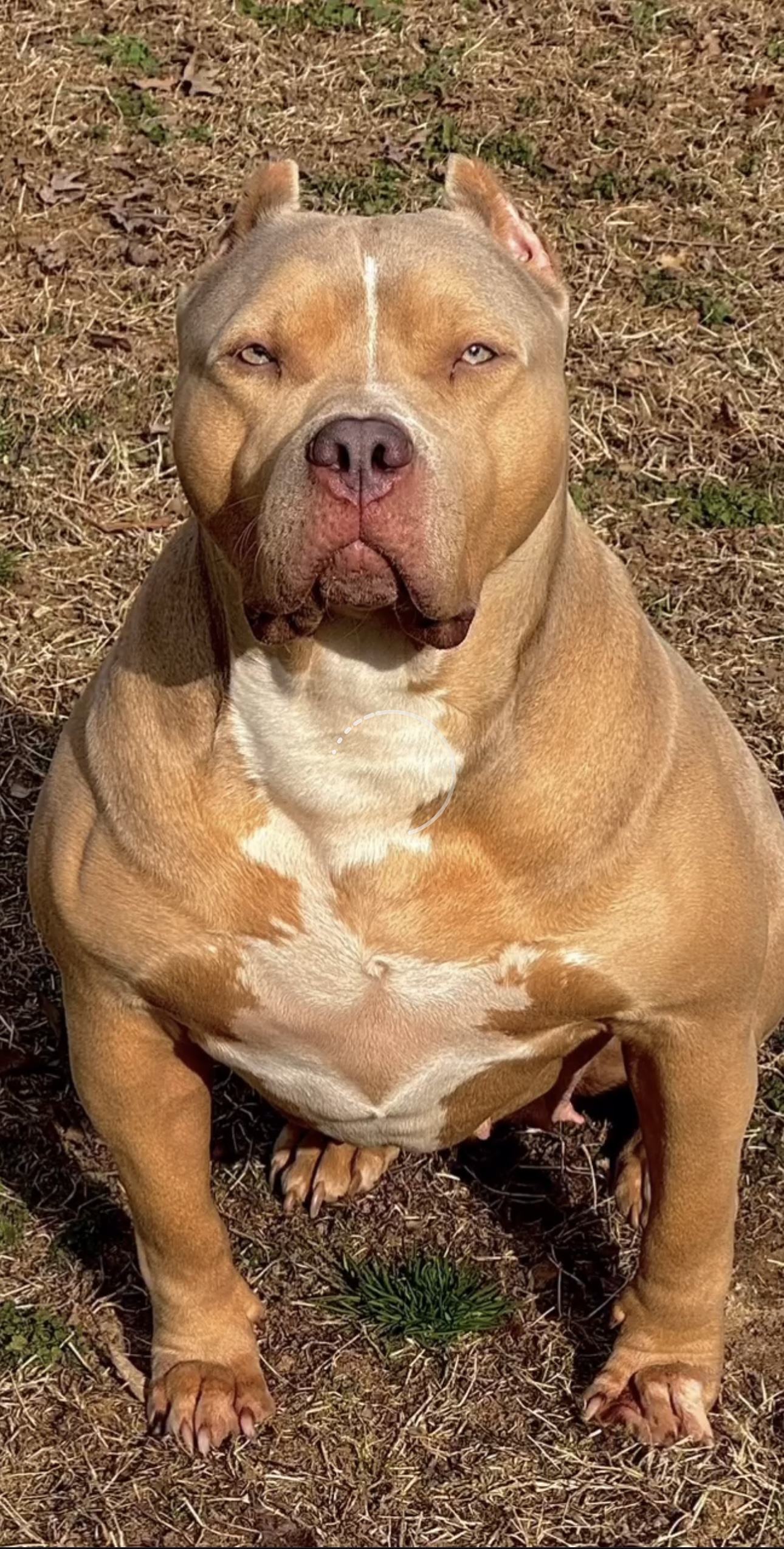 Dog Featured Image