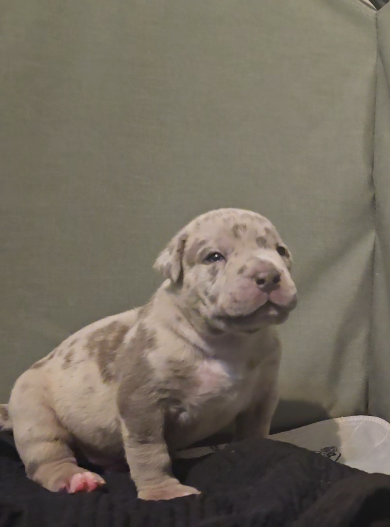 Dog Featured Image