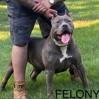 Dog Featured Image